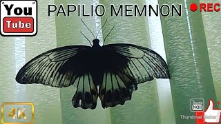 Great Mormon Butterfly Papilio Memnon
