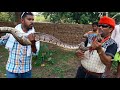 Non Venomous Snake Indian Rock Python rescue in store room snake rescue team Panchet dam(N G O)