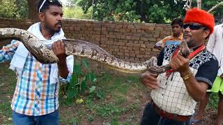 Non Venomous Snake Indian Rock Python rescue in store room snake rescue team Panchet dam(N G O)