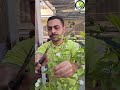 زراعة الفل في دقيقة زراعة الأسطح Garden فلسطين زراعة مصر اكسبلور 