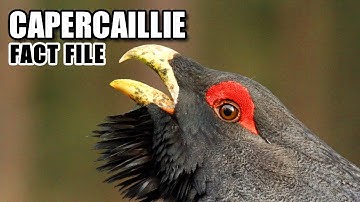 Capercaillie Facts: the HORSE of the WOODS 🐎 Animal Fact Files
