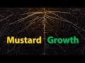 Mustard growth  time lapse
