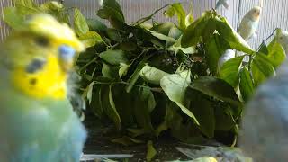 Ein einfacher Trick = glücklicher Wellensittich ✨ #wellensittich #welli #tipps #haustiere #viral