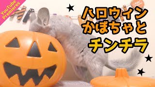 【Premieres】ハロウィンかぼちゃバケツに入りそうで入らないチンチラ★Halloween★