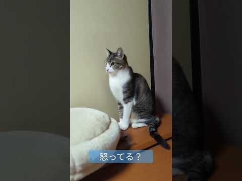 怒ってる？猫