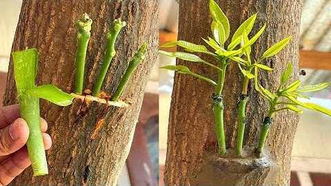 Three Multi grafting On One Mango Tree | How To Graft A Mango Tree