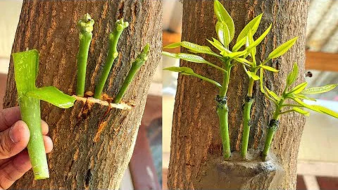 Three Multi grafting On One Mango Tree | How To Graft A Mango Tree