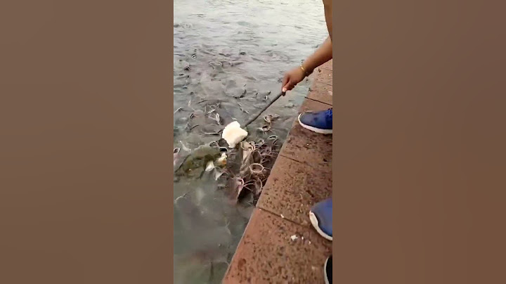 OMG feeding fishing movie in the farming a lots of fishing doing eating food, best fishing spots