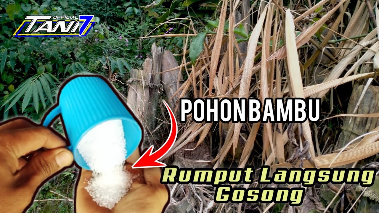 JANGANKAN RUMPUT BELULANG, POHON BAMBU SAJA LANGSUNG GOSONG - Cara agar