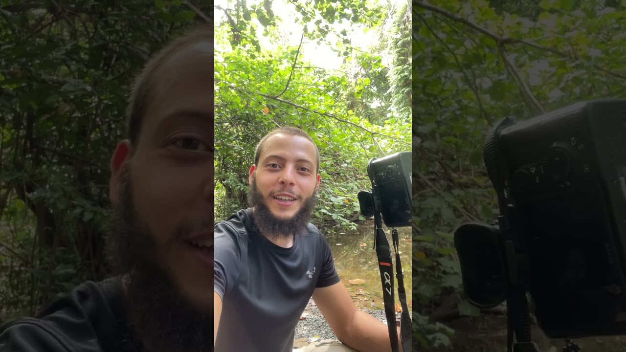 I spotted the smallest Kingfisher in Australia!