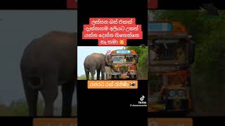 Sri Lanka Bus රජරට රන් රැජිනට තියෙන ආදරය trending bus viral newsongs