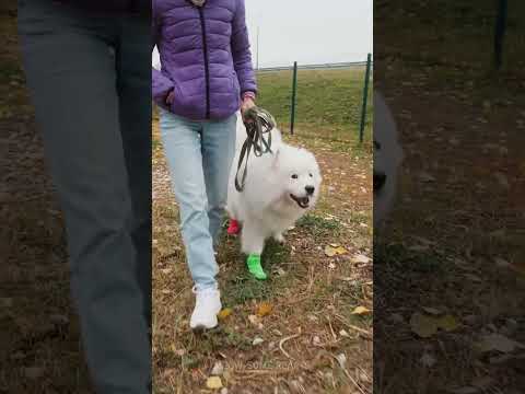 Revolutionary Pet Hacks and Gadgets to Make Life Easier! 🐶 #OnlyInAmerica #USLife