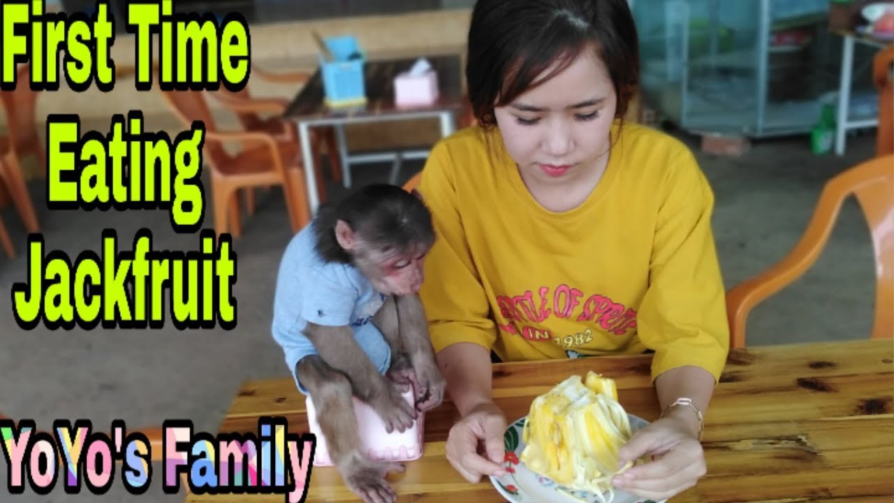 Baby Monkey | Mom gave Monkey Yoyo jackfruit fruit |Family yoyo's|