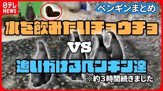 【ペンギンまとめ】魚の動きに似ている！？ペンギン夢中で“追いかけっこ”　 / 【ペンギン】客の移動に合わせ…  仲間と勘違い？ / 赤ちゃんペンギンと飼育員が攻防　など（日テレニュース LIVE）