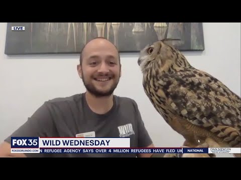 Wild Wednesday: Eurasian eagle-owl