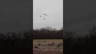 Geese Landing #goosehunting #goosehunt