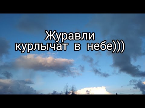 Журавли курлычат в небе Калининградской области