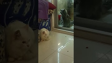 Cat Wanting Reunion Scratches at Window || ViralHog