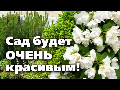 Видео: Самовосстанавливающееся растение: узнайте о растении Prunella vulgaris