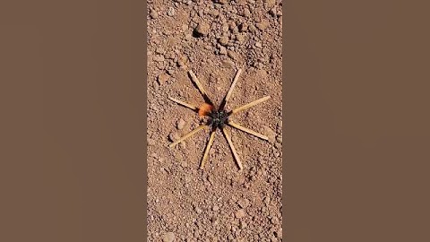 How to make a pet spider?🕷🧨#viralshorts #diy_idea #tricks #experiment