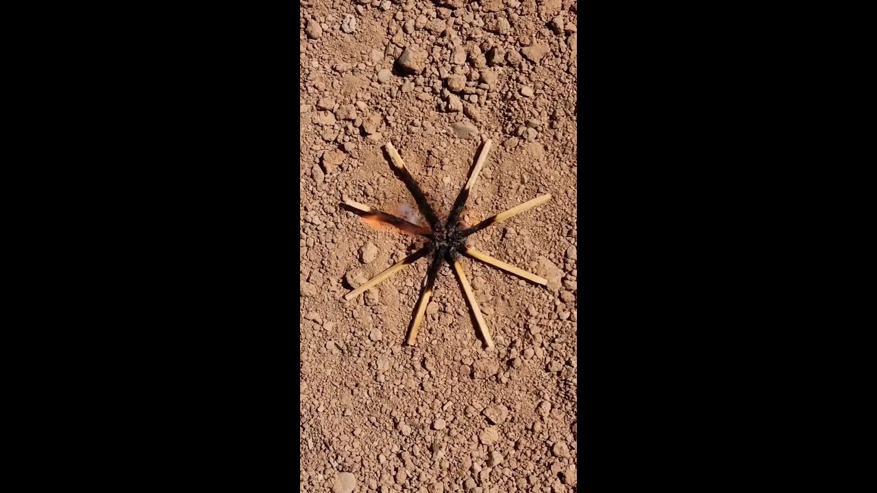 How to make a pet spider?🕷🧨#viralshorts #diy_idea #tricks #experiment