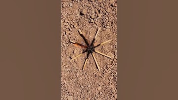 Thumbnail of How to make a pet spider?🕷🧨#viralshorts #diy_idea #tricks #experiment