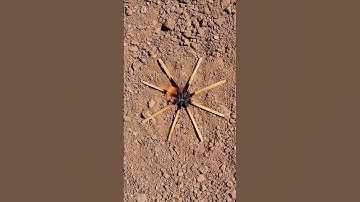 How to make a pet spider?🕷🧨#viralshorts #diy_idea #tricks #experiment