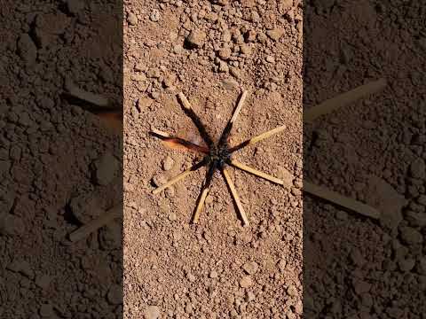 Video: Paano ka gumawa ng homemade spider trap?