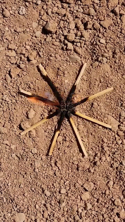 How to make a pet spider?🕷🧨#viralshorts #diy_idea #tricks #experiment