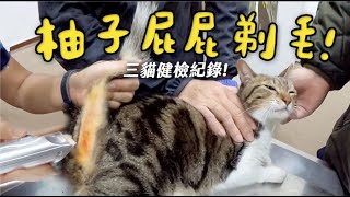 【黃阿瑪的後宮生活】柚子屁屁剃毛三貓健檢紀錄