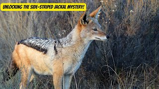 The Fascinating World of Side-Striped Jackals #jackals #animals #wildlife by Animal Facts Hub 84 views 1 month ago 3 minutes, 5 seconds