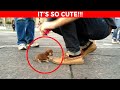 Top 10 Smallest Dogs in the World!