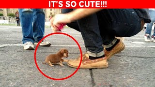 Top 10 Smallest Dogs in the World!