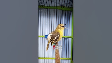 Burung Sirtu Betina Gacor #shortvideo #kicaumania #mbaranbf