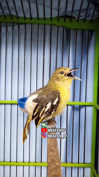 Burung Sirtu Betina Gacor #shortvideo #kicaumania #mbaranbf