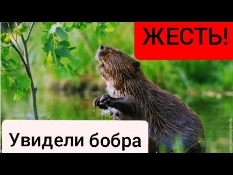 Увидел бобра. Лучи бобра. Поляк увидел бобра. Видеоигде увидели бобра. Поляк видит бобра.