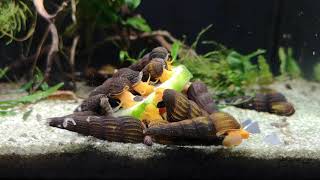 Feeding Rabbit snails on cucumber