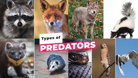 Predators: How to Protect Your Flock from Harm