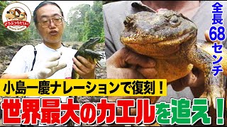 【復刻版】世界最大のカエル捕獲に挑む!!千石正一がカメルーンの魔境ジャングルへ…伝説の探険記を小島一慶のオリジナルナレーションで!!【どうぶつ奇想天外WAKUWAKU】