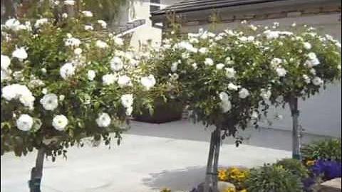 Iceberg Tree Rose Planting - DayDayNews