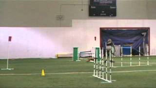 Remy 2010 RACE USDAA  Agility Master Snooker Run