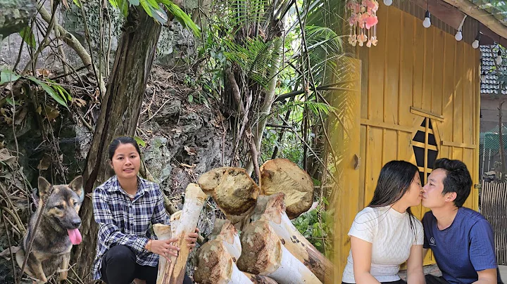 TieuSa went into the forest to pick wild palm trees - a beautiful love story between Nam and Sa.