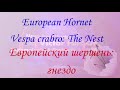 Гнездо Шершней Изнутри. Королевы Ос Шершней Осенью. Макро-Видео. Queens inside Hornets Nest.