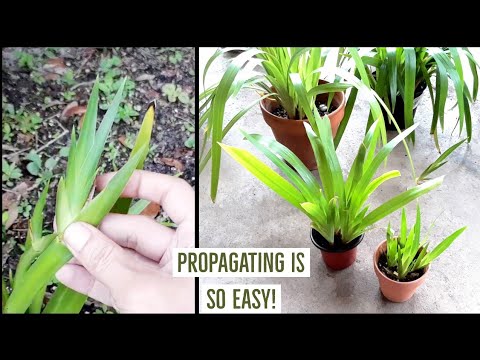 Video: Walking Iris transplanteren: wanneer en hoe Walking Iris-planten te verdelen