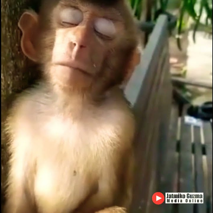 VIRAL..!! | STATUS WA SEDIH | MONYET KORBAN PHP
