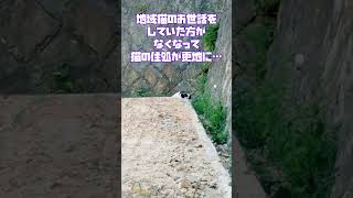 もうあの人はいないのに、ごはんのもらえた夕方にまだ来るんだね。。。