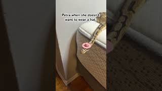 Petra! #snake #funny #hat #fyp #trend #trending #lol #cute #animal #pet #shorts