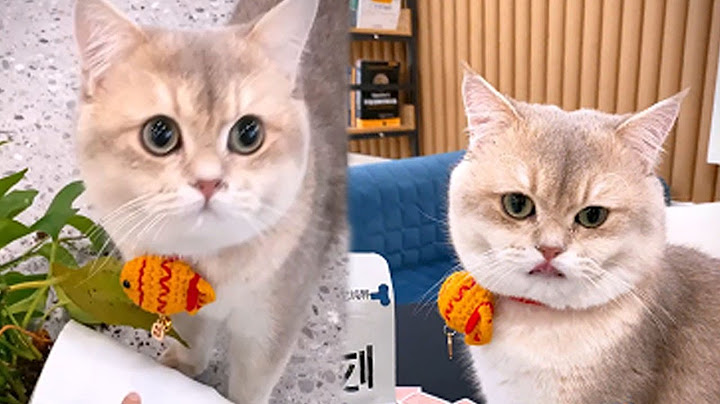 This is the legendary poor student with a lot of stationery, you are really a genius! #lucky #cat