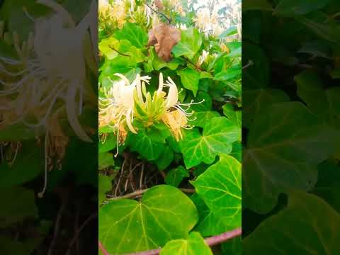 الياسمين الأبيض نبات مزهر دو رائحة قوية من نباتات الزينة المنزلية