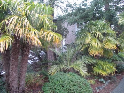 palm salt trees island spring